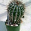 Echinopsis_haku